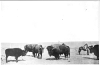 Painting of several buffalo