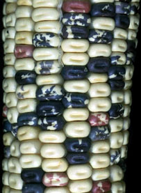maize genetics