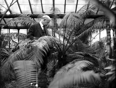 Charles Joseph Chamberlain and Cycads in the Greenhouse