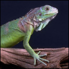 Lizard resting on a log