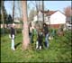 Basal soil injection using portable hand pump system. Chemical is applied into the soil near the base of the tree using an injection wand for uptake by the tree's root system. This injection wand can also be used connected to a tank truck.