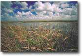 photo of cattails