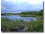 photo of a pond in everglades national park