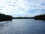 photo of water and mangroves