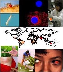 Composite picture of a microscopy image of a cell infected with dengue virus (red staining), a lab technician performing diagnostic test, a world map, a subconjunctival hemorrhage of the eye, a lady emptying a container with water, a dengue rash, man applying insect repellent to his arm, a mosquito larvae and an Aedes aegypti mosquito.