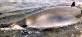 Lateral view of a stranded M. stejnegeri