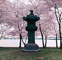 Photo of cherry blossoms in bloom, with a Japanese stone lantern in the foreground, and the water in the background.