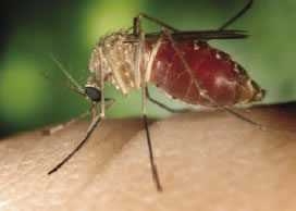Photograph of a mosquito on human skin