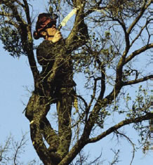 Photograph of worker in a tree