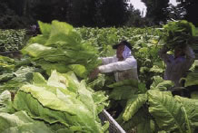 Photograph of worker in a field