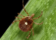 Lone star tick