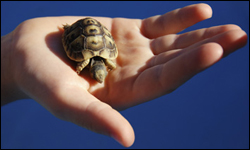 Photo: Turtle in a person's hand