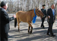 Defense Secretary Donald H. Rumsfeld walks his horse, which he promptly named Montana, at the Mongolian Defense Ministry. Mongolian Defense Minister Tserenkhuu Sharavdorj presented Rumsfeld the brown horse with a black mane during the secretary's Oct. 22 visit to Ulaanbaatar, Mongolia's capital city. Defense Dept. photo by Donna Miles