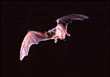 Mexican free-tailed bat