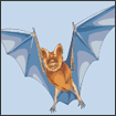 Drawing of a bat