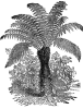 Advertisement for Australian Tree Ferns