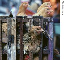 Chickens for sale in China