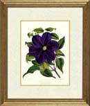 L)  Clematis, Marquis of Salisbury