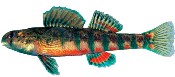 holiday darter [Etheostoma brevironstrum (Amicalola Creek population)] Photo by Noel Burkhead, USGS