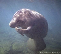 Monitoring the health of the endangered West Indian manatee, (Trichechus manatus), is one focus of the USGS Sirenia project. - click to enlarge