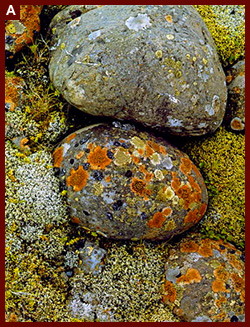 Lichens on river stones, Iceland, South Coast. 1972