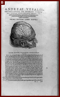 Man's head, showing anatomy of brain; and surrounding text. 1543