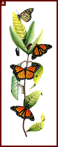 Monarch Butterflies. Saint John’s Bible