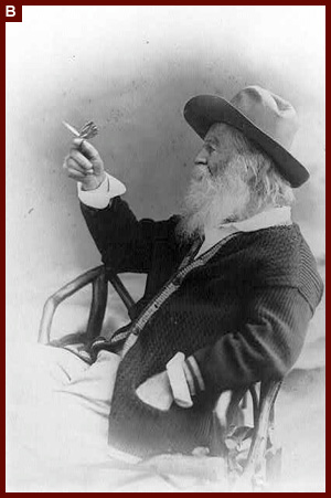Walt Whitman, half-length portrait, seated, facing left, wearing hat and sweater, holding butterfly. 1873