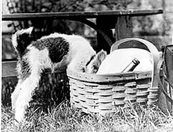 Photo: a dog with his head in a picnic basket.