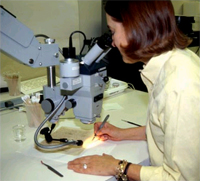 Using a microscope, a Library conservator carefully removes discolored repairs.