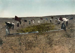 American Colony members fighting locust plague, 1915