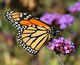Photo: a monarch butterfly purched on a purple flower.