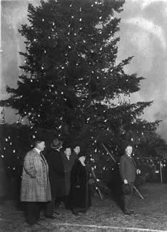 Photo: men standing near a large tree strung with lights.