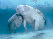Photo of two manatees.