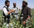 afghan poppies