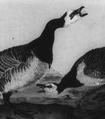 Barnacle Goose [graphic].