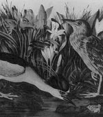 Black-Crowned Night Heron [graphic].