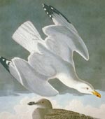 Herring Gull [graphic].
