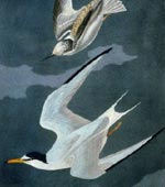Lesser Tern [graphic].