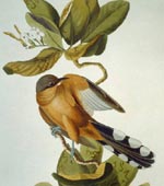 Mangrove Cuckoo [graphic].