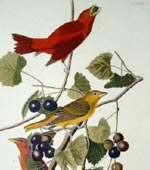 Summer red bird; (#44) [graphic].