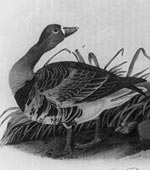 White Fronted Goose [graphic].