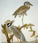 Yellow-Crowned Heron [graphic].