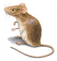 Drawing of typical house mouse.  Produced for CDC by Orkin Pest Control.