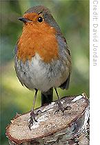 Migratory birds like the European robin (Erithacus rubecula) can navigate using the Earth's magnetic field