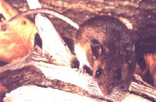 deer mouse