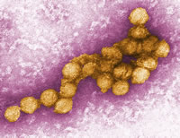 West Nile Virus