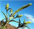 picture of ragweed, a common cause of hay fever