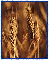 Photo of wheat