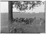 heifers grazing